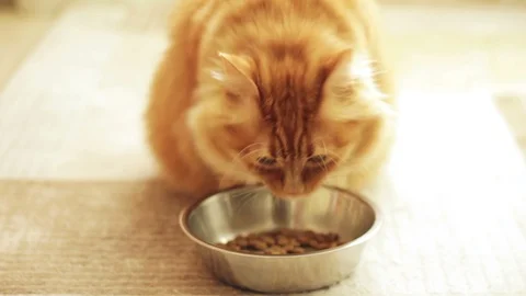 Red cat eats from a plate of food on carpet Stock Footage 98972854