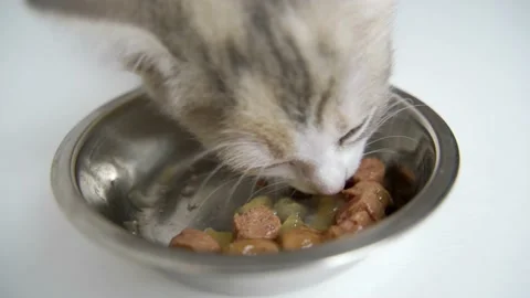 Red cat eats from a plate of food. ginger cat eats from its plate cat food 스톡 동영상 181891461