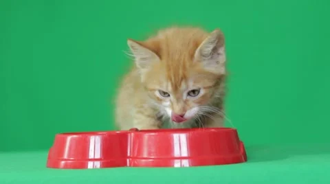 Red cat eats from a red bowl Stock-Footage 54081954