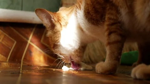 The red cat eats sour cream on the floor Stock Footage 80016183