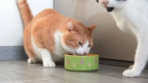 Red cat eats with zaya Stock Footage