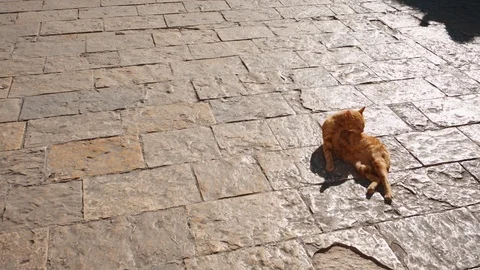 Red cat enjoys the sun Video stock 114973333