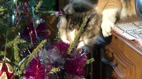 Red cat examines a Christmas tree Stock Footage 45705983