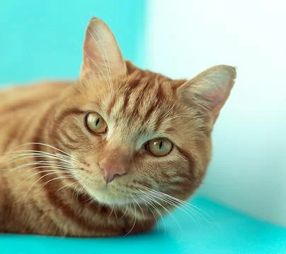 Red cat face close-up on a blue background Stock Photos