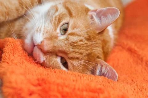 Red cat fell ill Fotos Stock