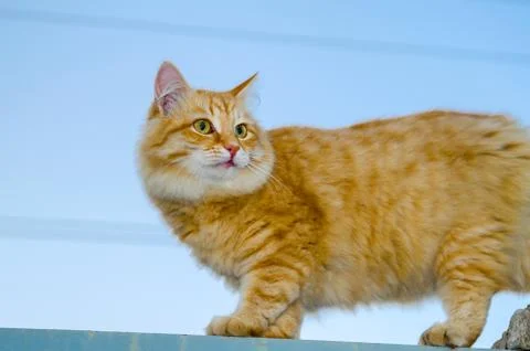 Red cat on a fence Stock-Fotos