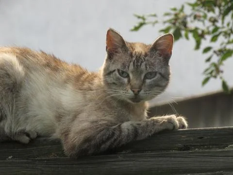 Red cat on the fence Stock Photos