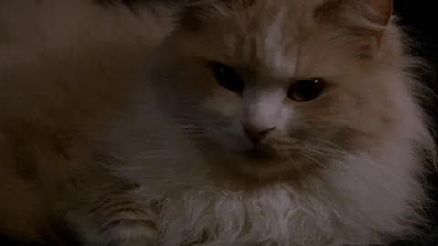 Red cat filmed close up Stock Footage 121280625