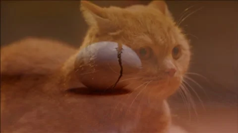 Red cat Stock Footage 7903942