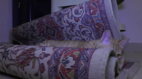 Red Cat Stock Footage 58931873