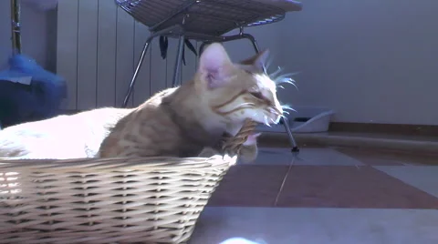 Red cat Stock Footage 58932669