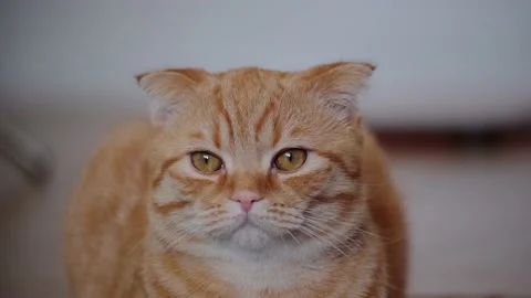 Red cat Stock Footage 131207447