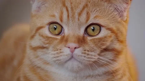 Red cat Stock Footage 131207567