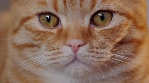 Red cat Stock Footage 131207592