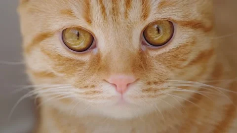 Red cat Stock Footage 131207635