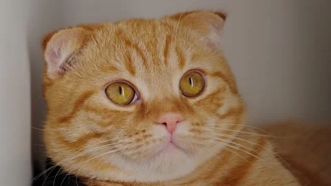 Red cat Stock Footage 131207761