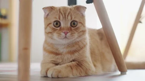Red cat Stock Footage 131211588
