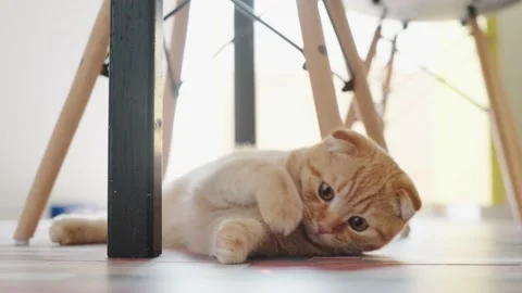 Red cat Stock Footage 131211608