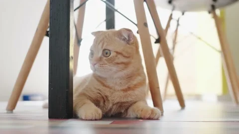 Red cat Stock Footage 131211665
