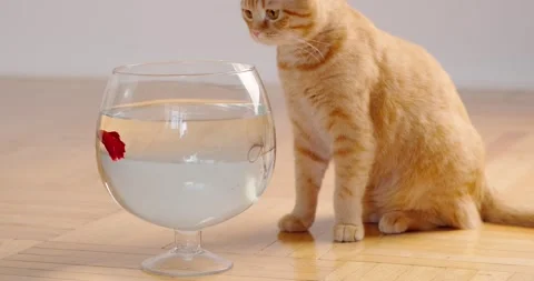 Red cat Stock-Footage 136559787
