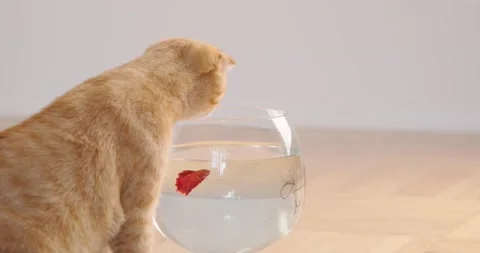 Red cat Stock Footage 136559803