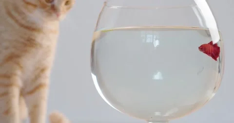 Red cat Stock Footage 136559883