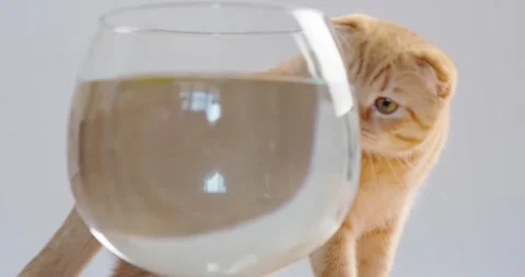 Red cat Video stock 136559925