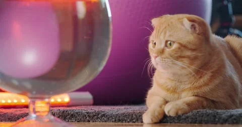 Red cat Vidéo 136559971