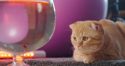 Red cat 库存影片 136559977
