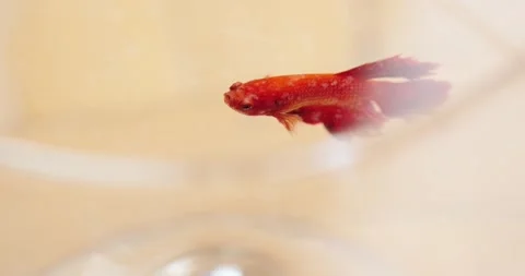Red cat Stock Footage 136560020