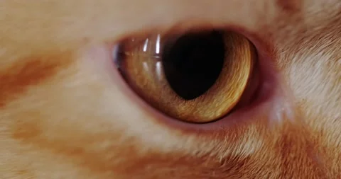 Red cat Stock Footage 140235969