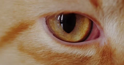 Red cat Vidéo 140235982
