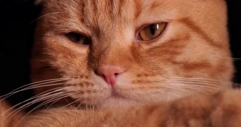 Red cat Stock Footage 140497643