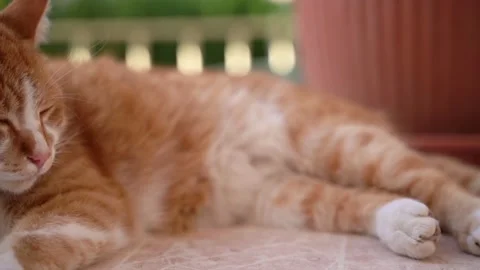 RED CAT Vidéo 219481356