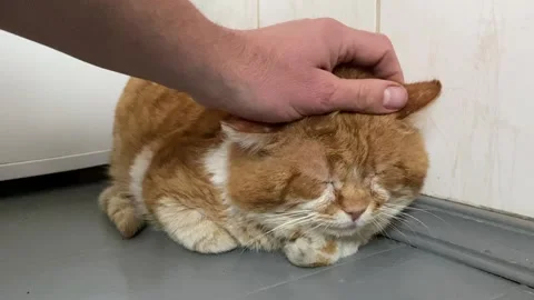 Red cat Stock Footage 233005530