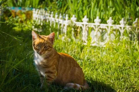 Red cat in garden Foto stock