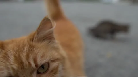Red cat goes to the camera Stock Footage 233390957