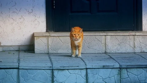 Red cat goes forward Stock Footage 111187836