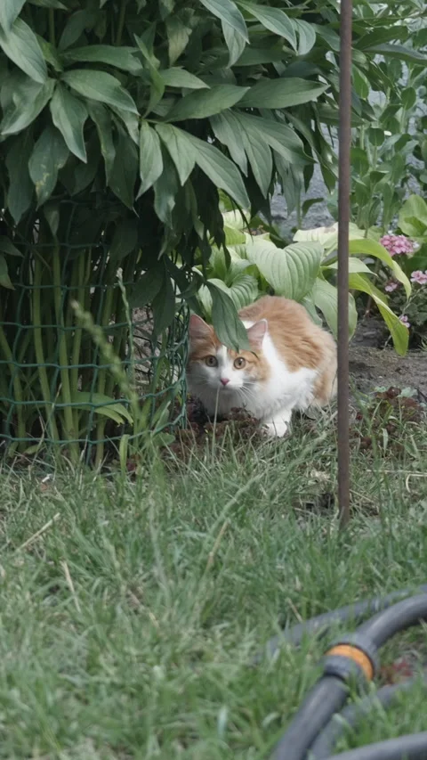 The red cat got scared and hid in the bushes Stock Footage 157984826