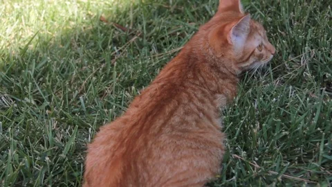 Red cat grass on lawn Stock Footage 83988225