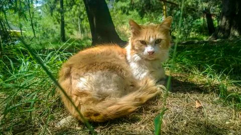 Red cat on the grass laying on the grass Stock Photos