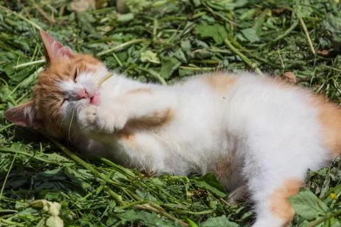 The red cat on the grass Stock Photos