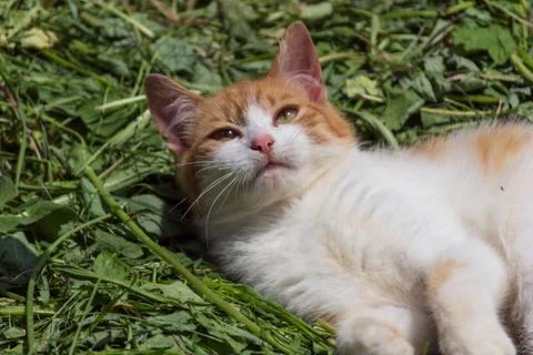 The red cat on the grass Stock Photos