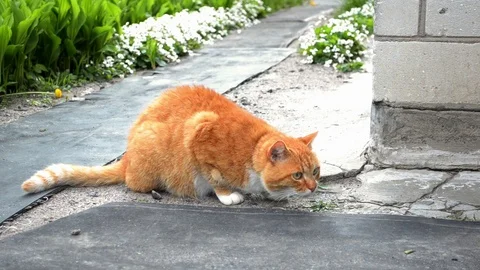 Red cat with green collar sit near house. Piece of land flies and it run away Stock Footage 112950778