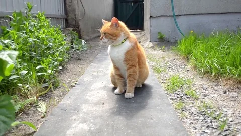 Red cat with green collar sits near house and fence between garden plants Stock Footage 112950792