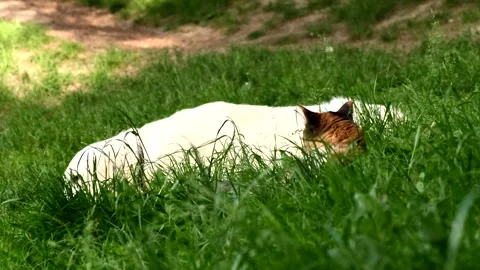 Red cat in green grass close up labrador walking around Stock Footage 200760773