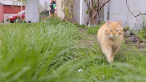 Red cat on the green grass Stock Footage 104901143