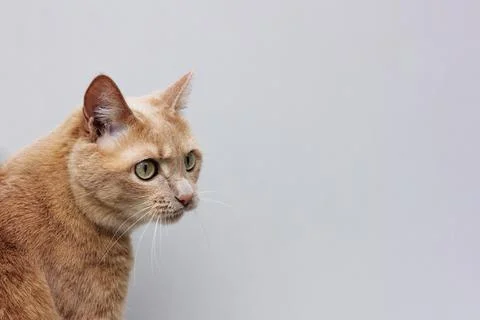 Red cat on a grey background, Stock Photos
