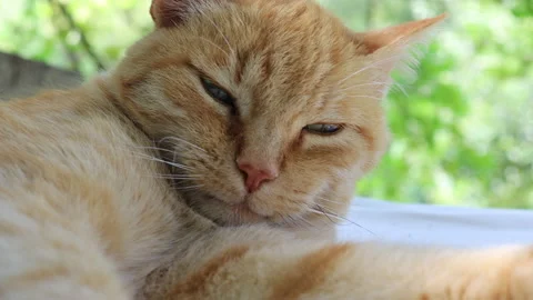 Red cat grooming himself Stock Footage 138357573
