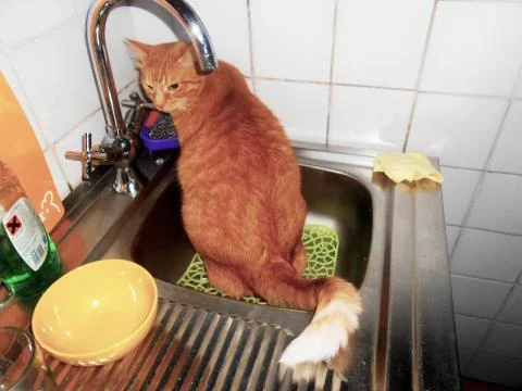 Red cat is harmful and pees in the sink. Stock Photos